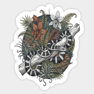 Malayan Krait Snake Vintage Illustration Sticker